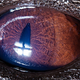 Illustration for article titled Incredible close-up photos of animals eyes